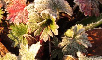 Margeraniums Gartenblog