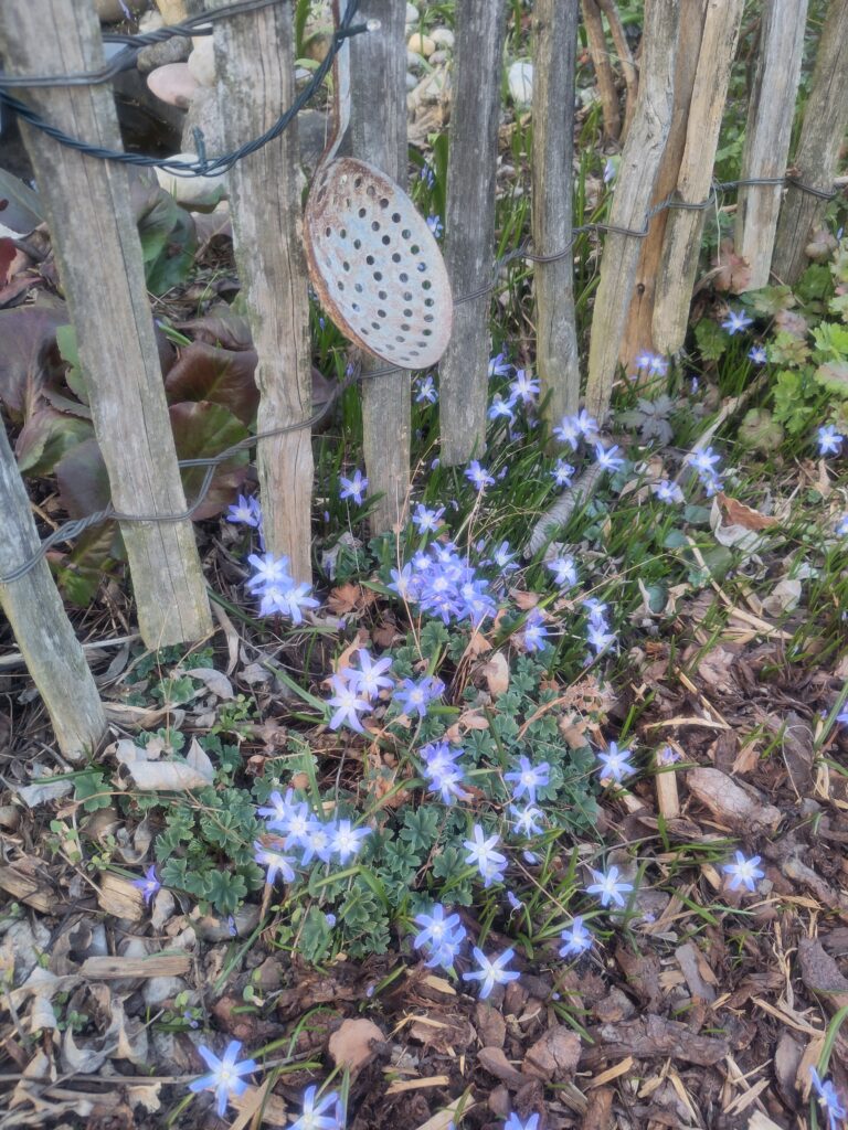 Blausternchen