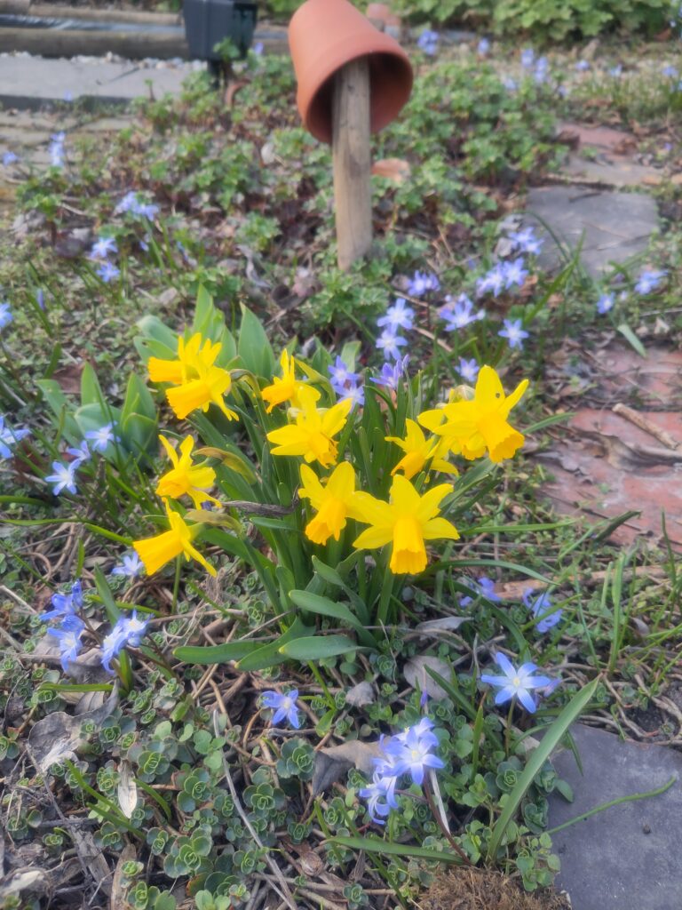 Narzissen Tete a tete