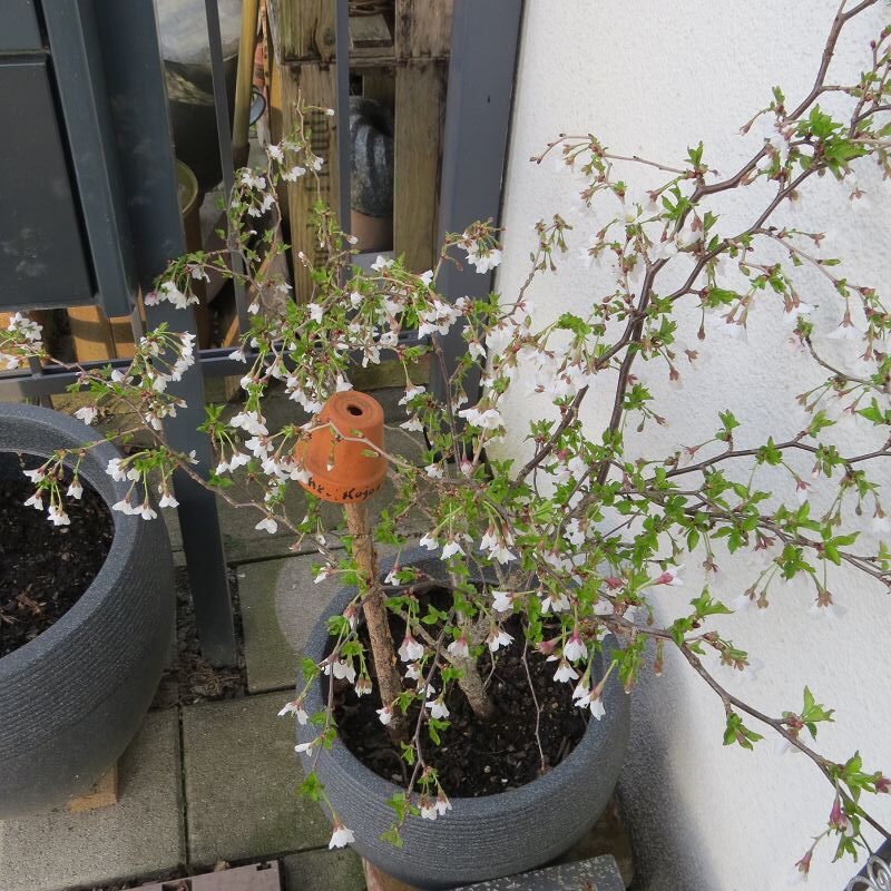 Prunus incisa 'Kojou-no-mai'