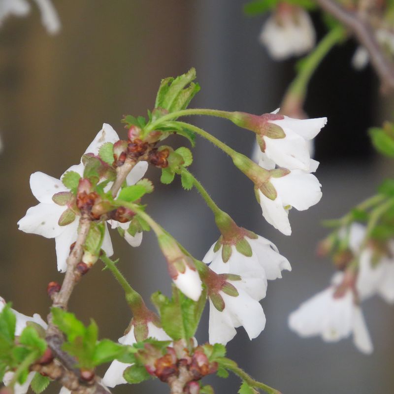 Prunus incisa 'Kojou-no-mai'