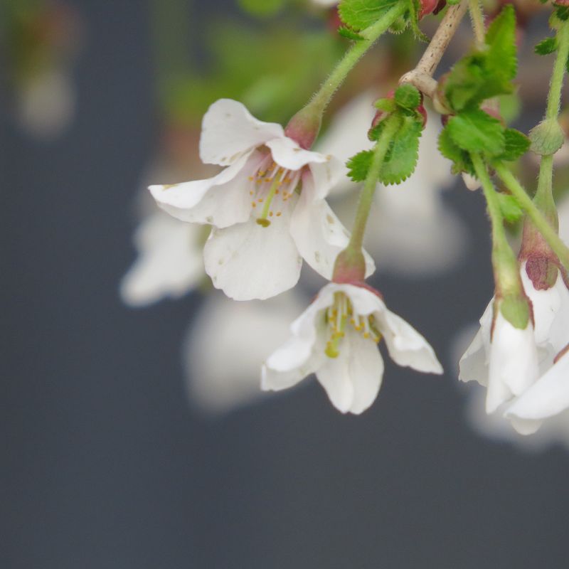 Prunus incisa 'Kojou-no-mai'