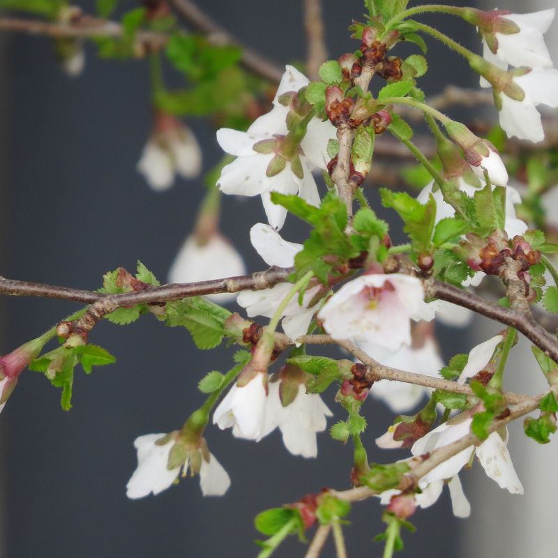 Prunus incisa 'Kojou-no-mai'