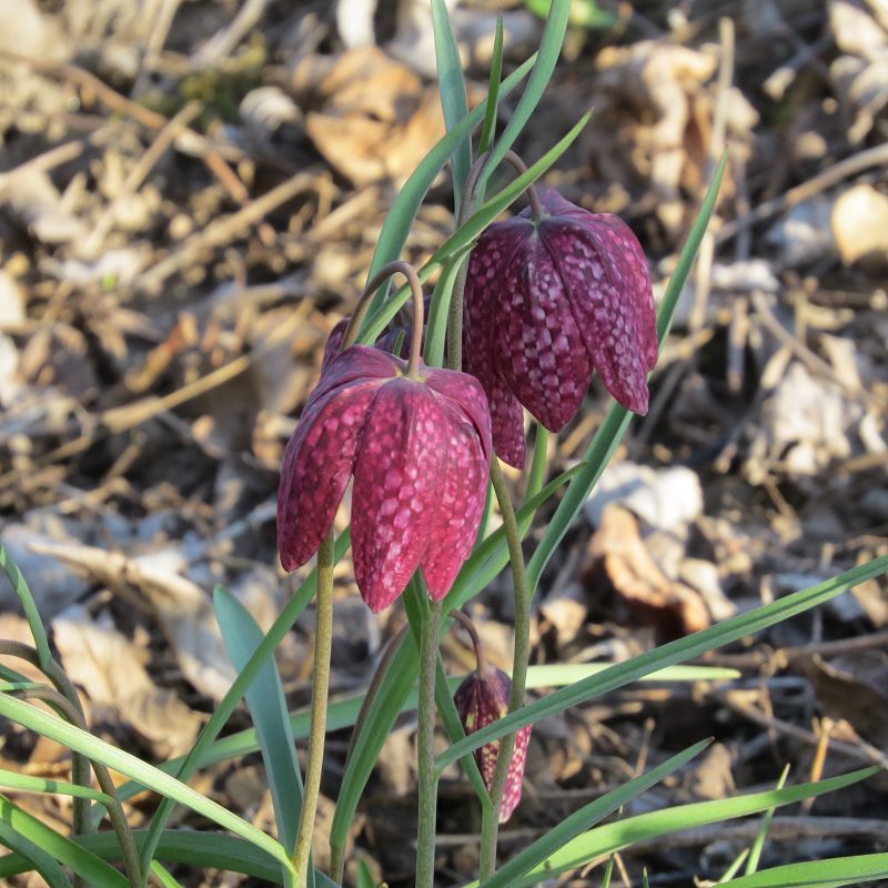 Schachbrettblumen