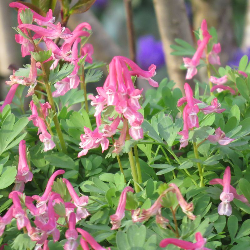 rosa Lerchensporn