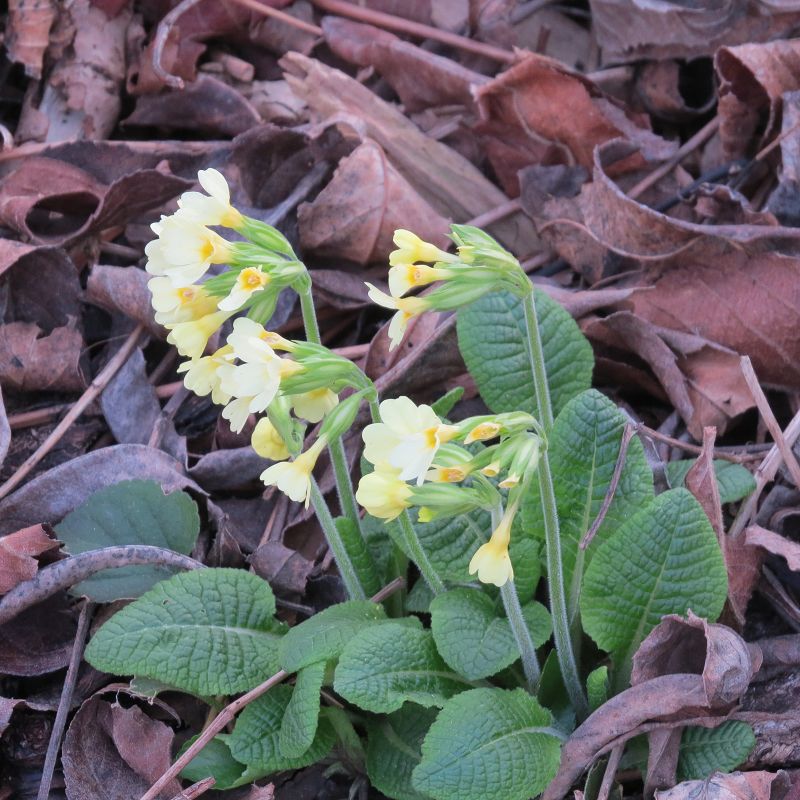 gelbe Schlüsselblume