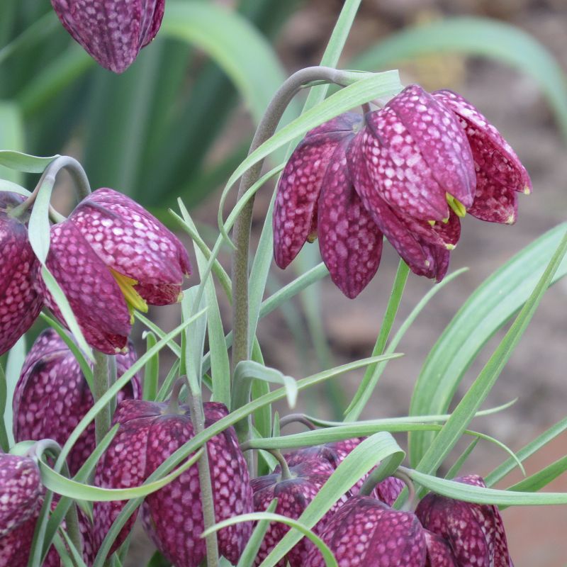 Schachbrettblumen