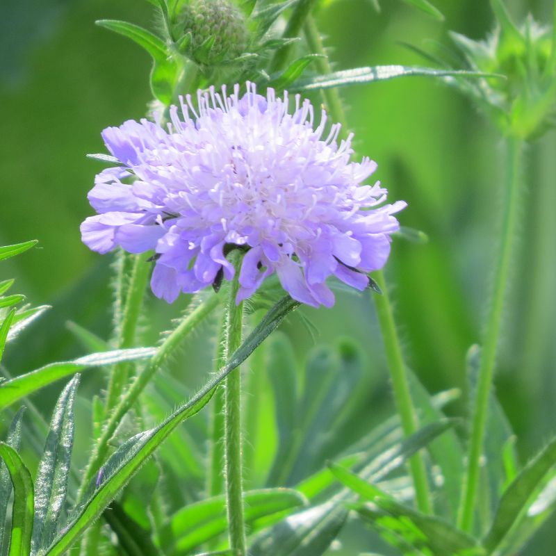 Heimische Witwenblume
