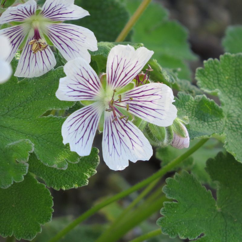 Geranium renardii Tcschelda