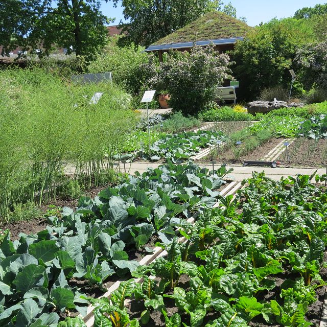 Gemüsegarten