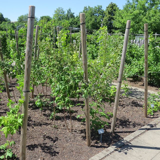 Gemüsegarten