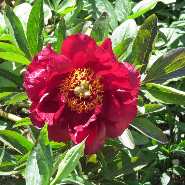 Paeonia John Harvard