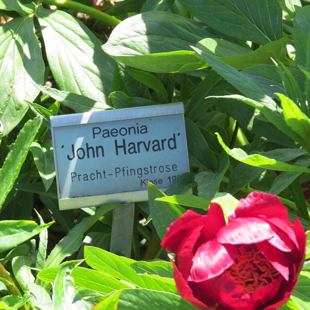 Paeonia John Harvard