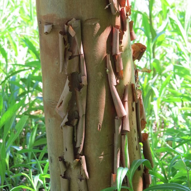 Zimtahorn