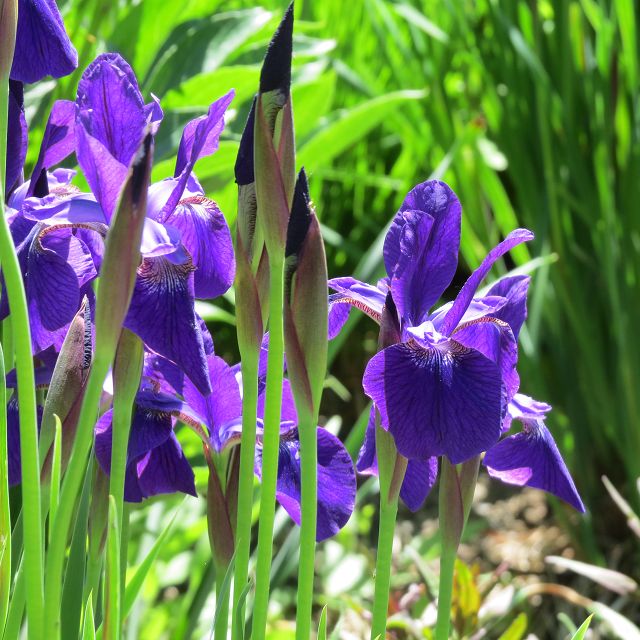 Iris