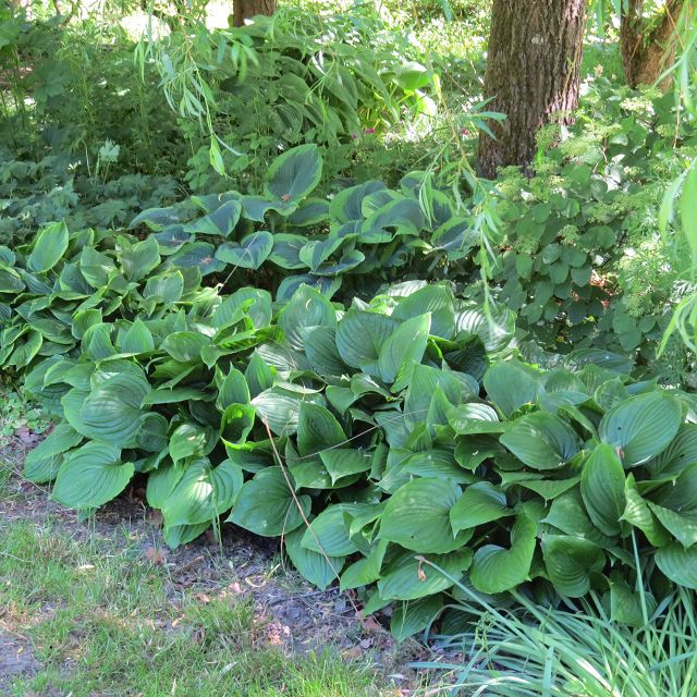 Schattengarten