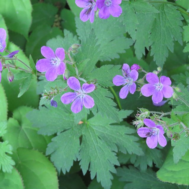 Geranium