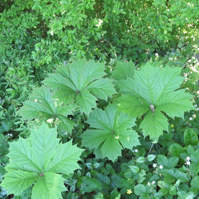 Schattengarten