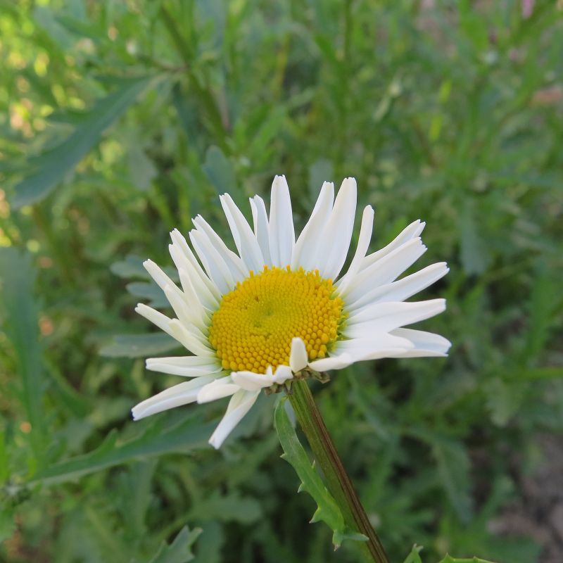 Margarite