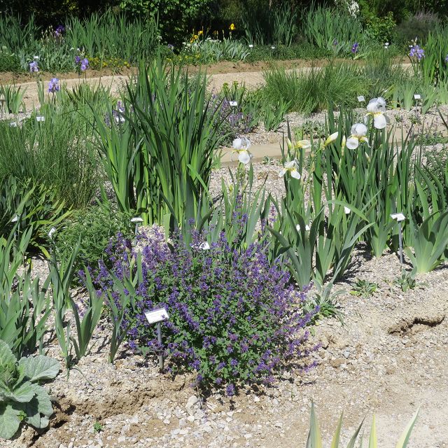 Kiesgarten