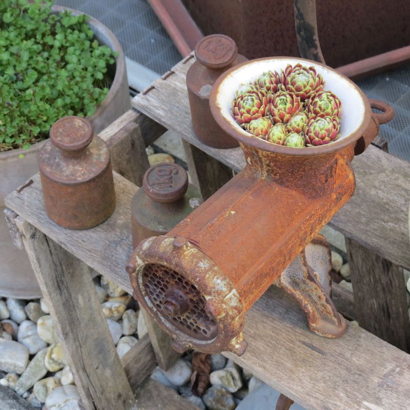 Fleischwolf, bepflanzt mit Dachwurz