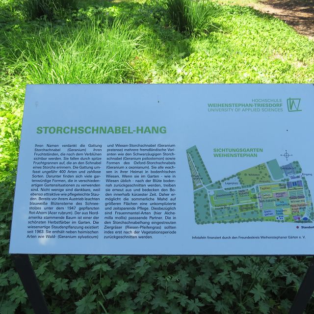Storchschnabelhang