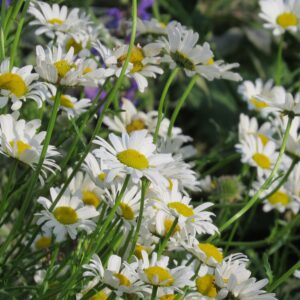 Margeriten