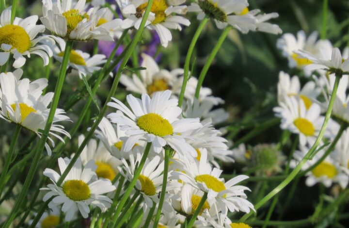 Margeriten