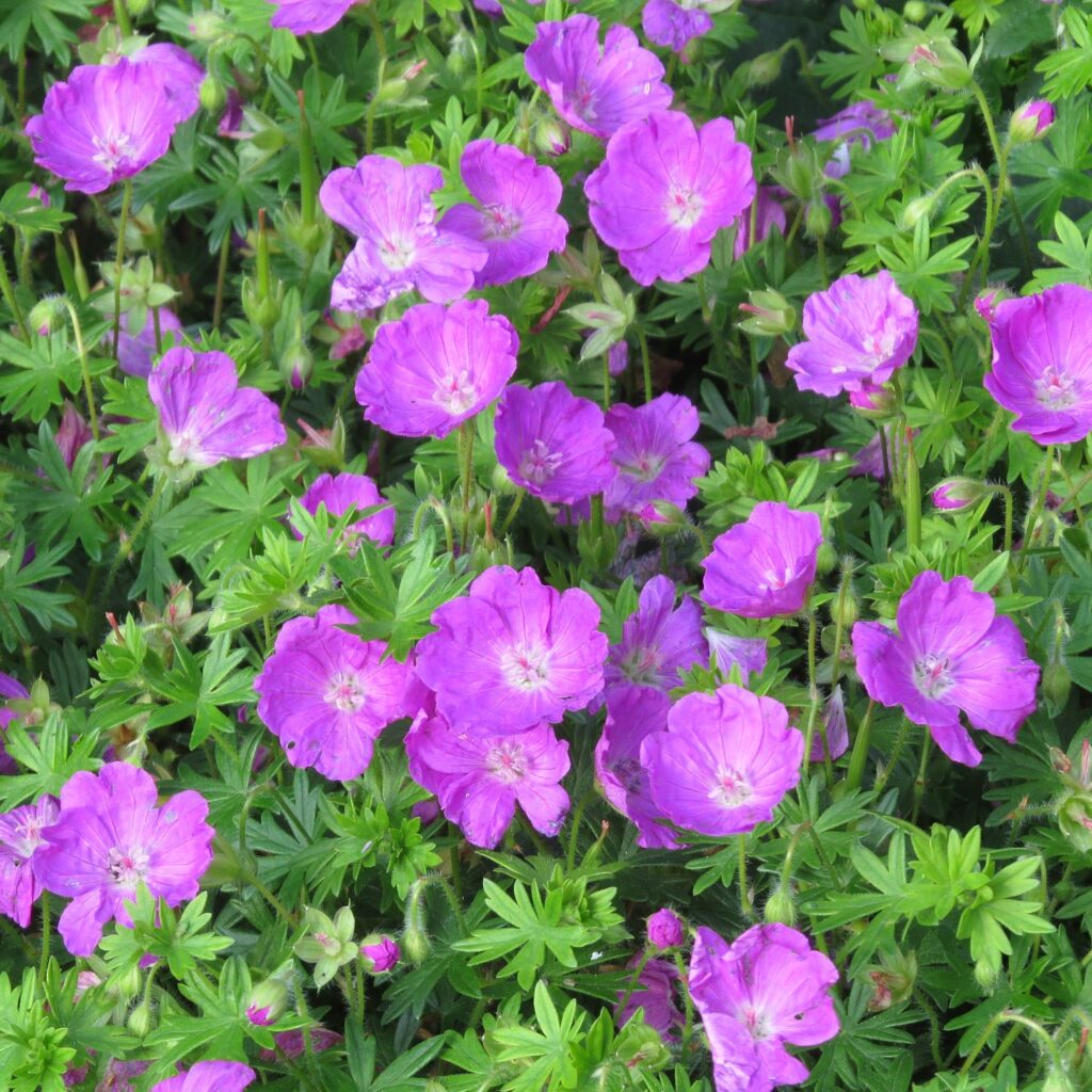 Geranium sanguineum 'Max Frei'