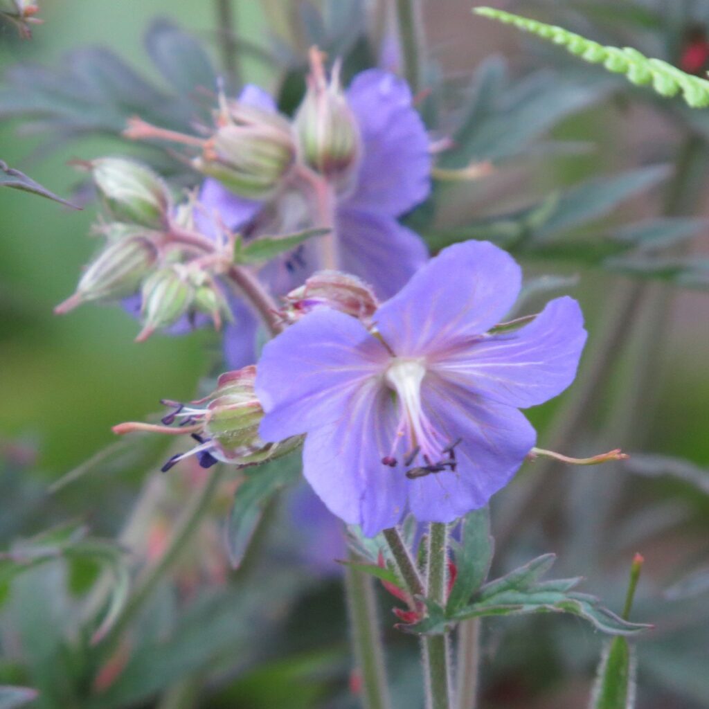Geranium pratense New Dimension
