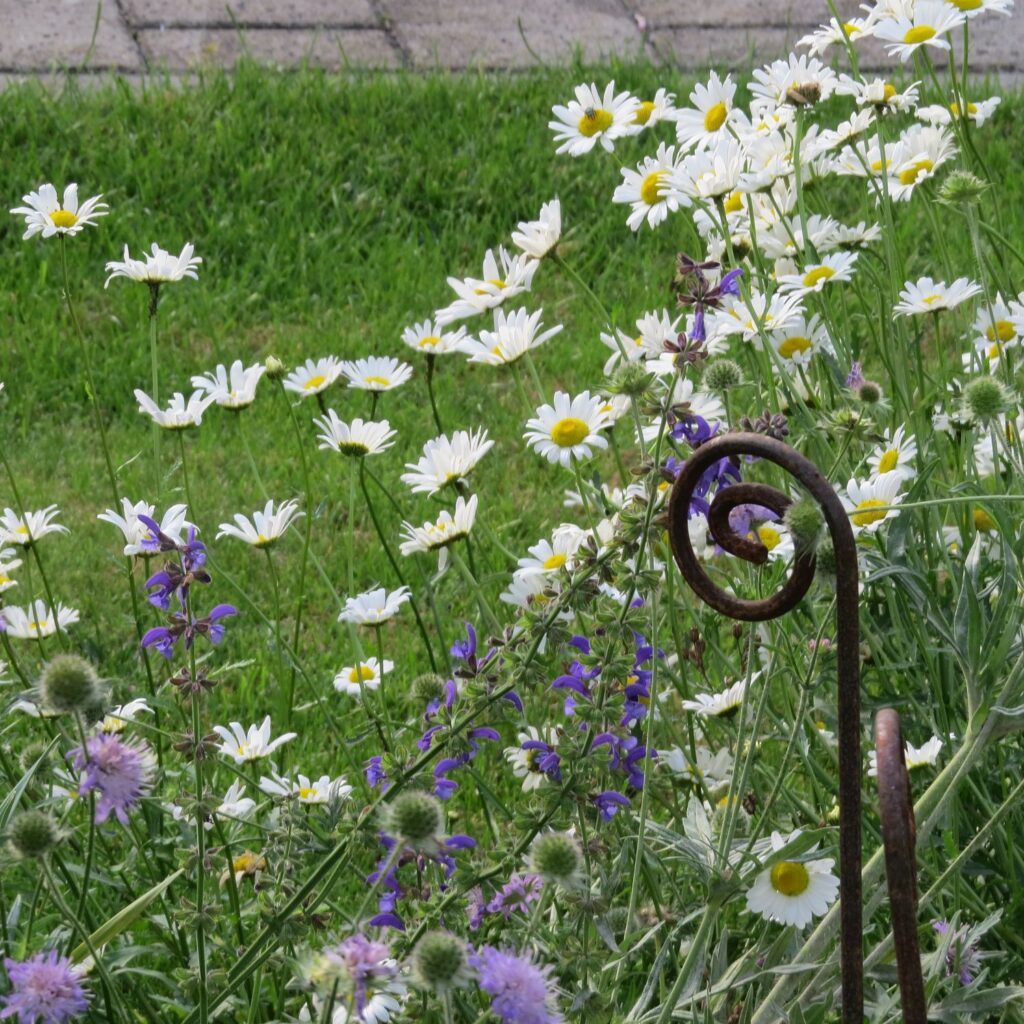 Mini-Blumenwiese