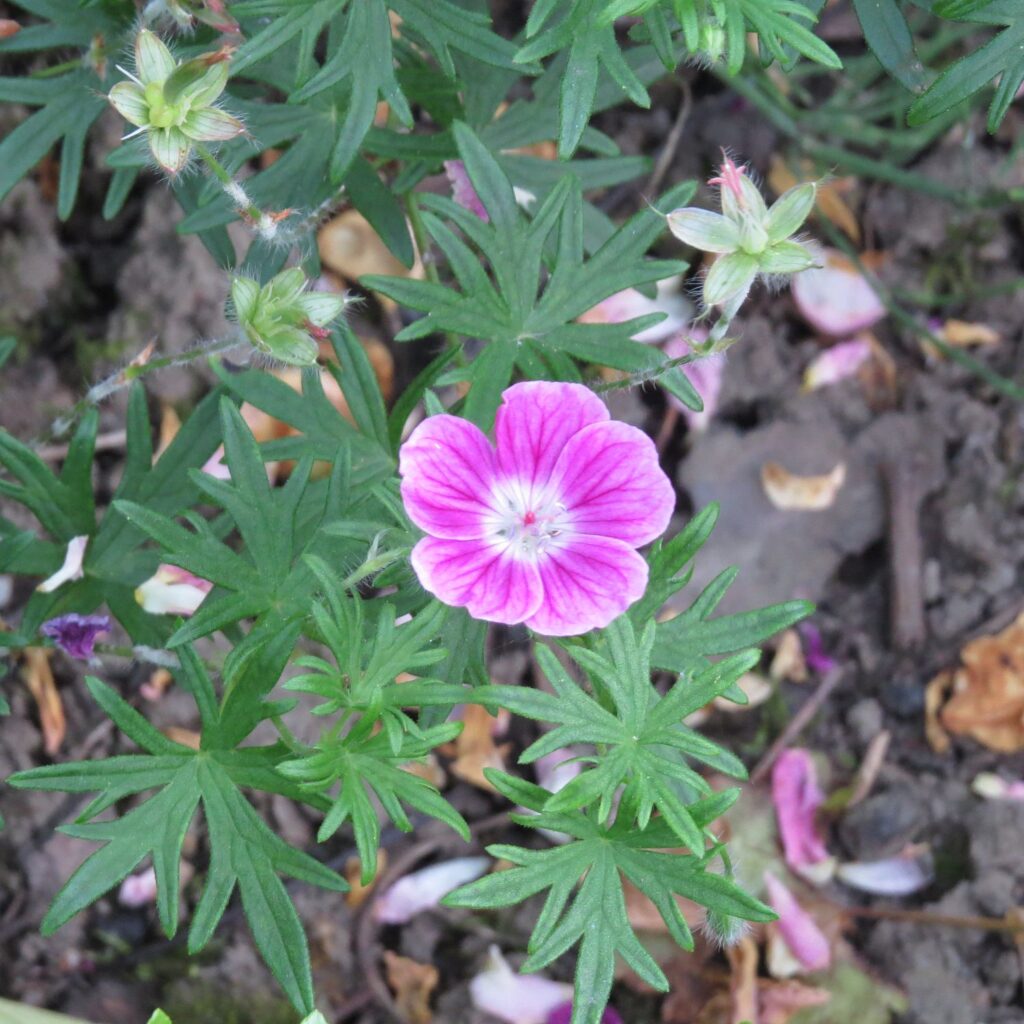 Geranium sanguineum Elke
