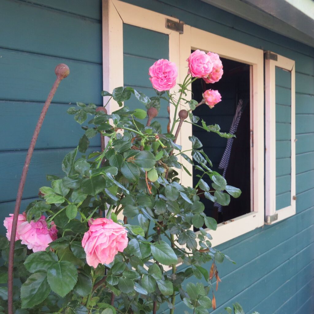 Rose am Gartenhaus