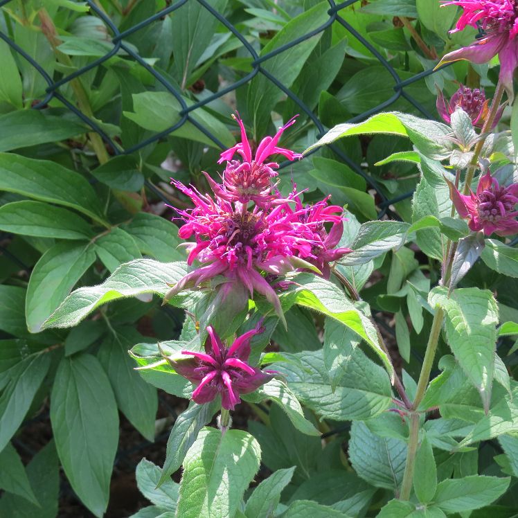 Indianernessel 'Gewitterswolke'