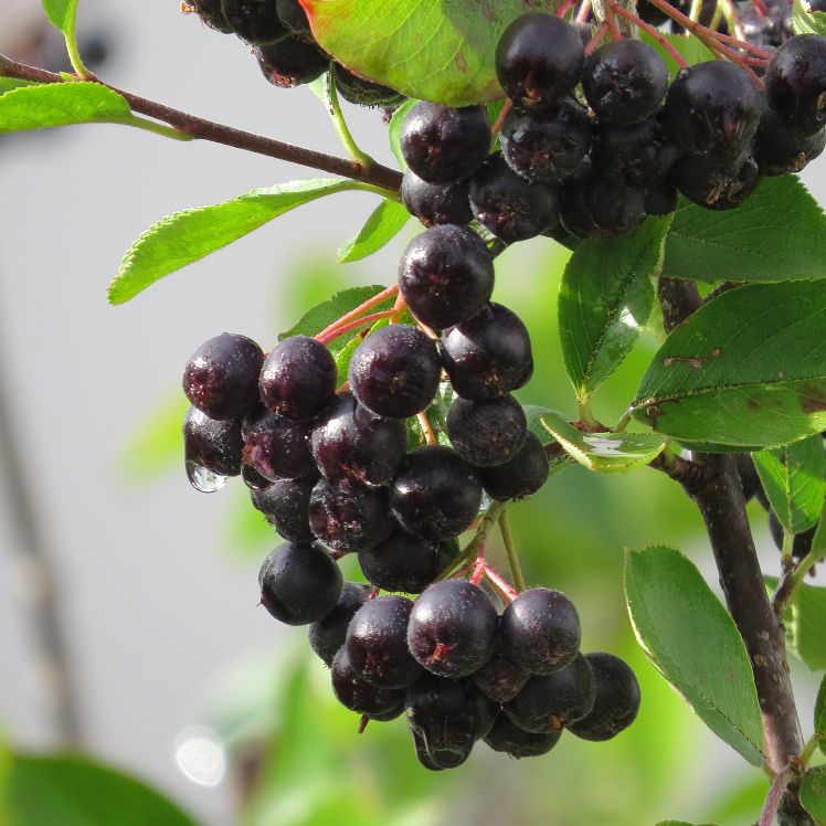 Apfelbeeren