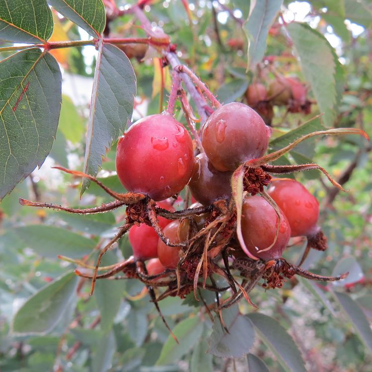 Hagebutten der Hechtrose
