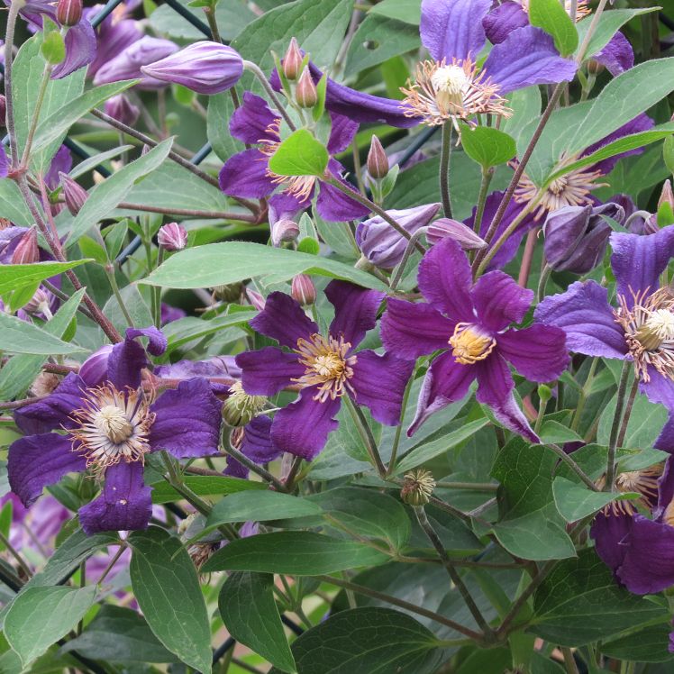 Clematis 'So Many Blue Flowers'