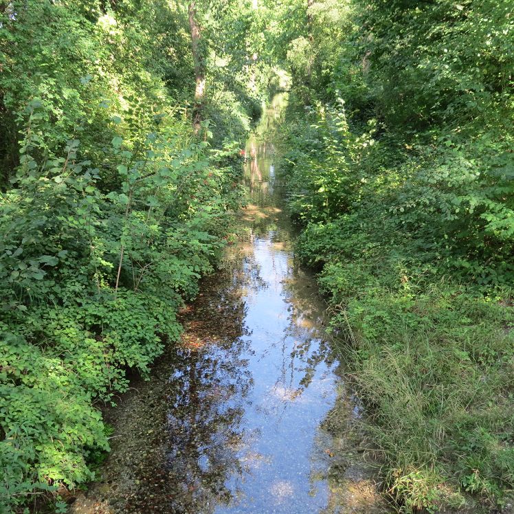 Bach im Auwald
