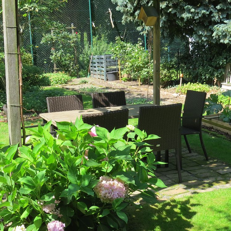 Hortensie 'Endless Summer' an der Persgola