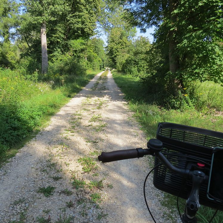 Weg durch den Auwald