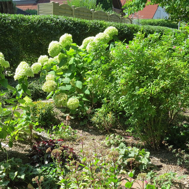 Hortensie 'Annabelle'
