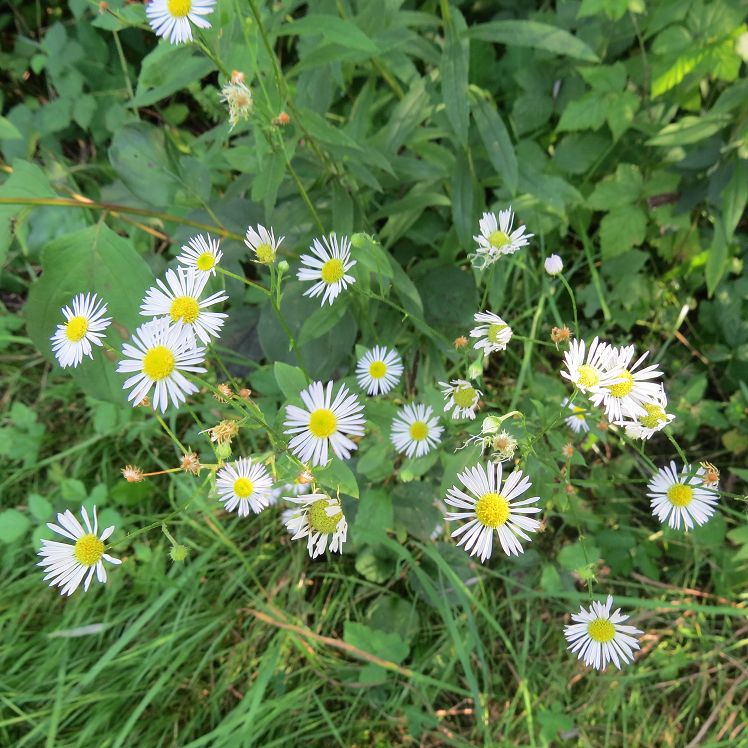 Blüten am Wegesrand