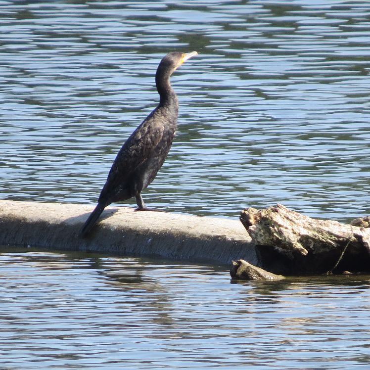 Kormoran