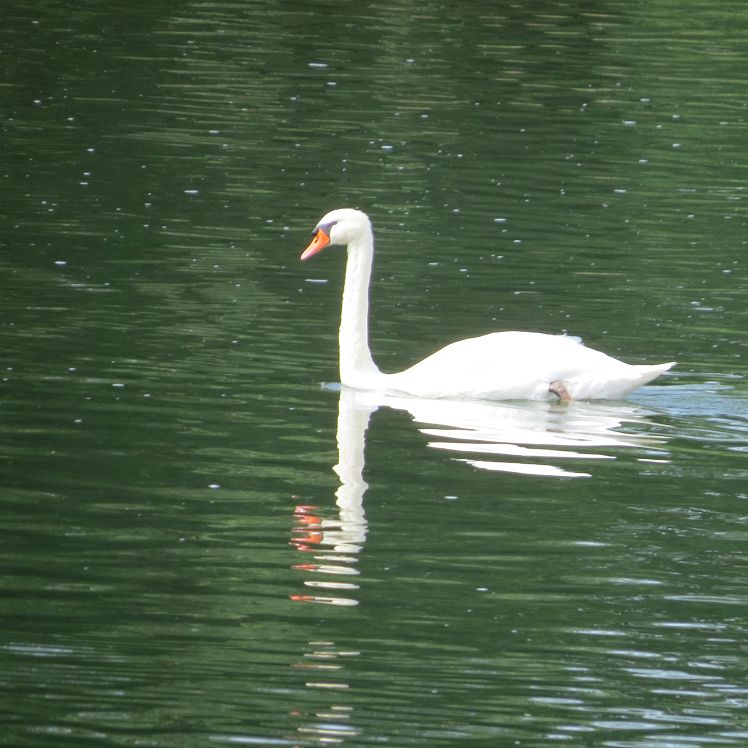 Schwan
