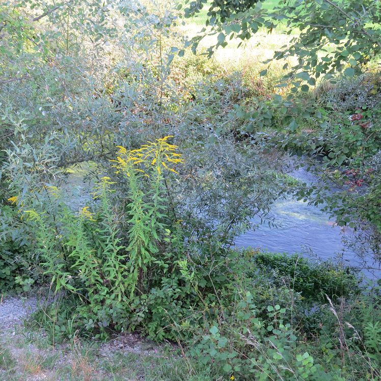 Fischaufstiegsanlage Niederaichbach