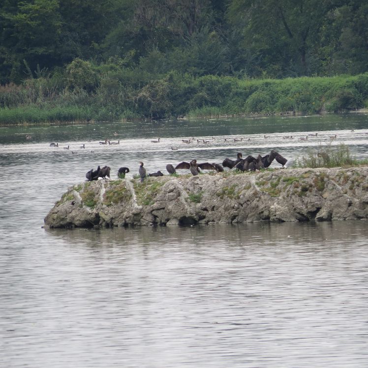 Wasservögel auf einer Insel im Stausee