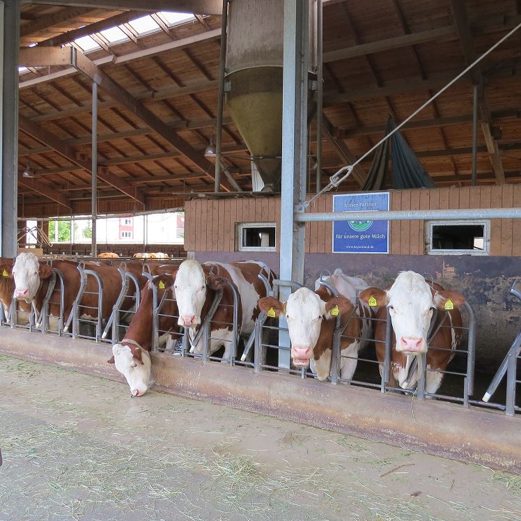 Milchkühe