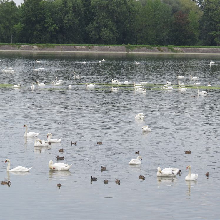 Wasservögel