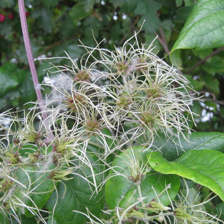 Clematis
