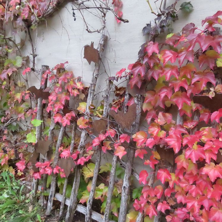 Der Garten des Fledermaushauses
